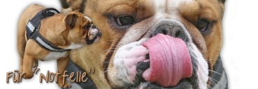 Spüardose Englische Bulldogge